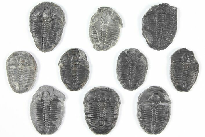 Lot: - Elrathia Trilobites - Pieces #92083